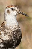 Rock Sandpiper